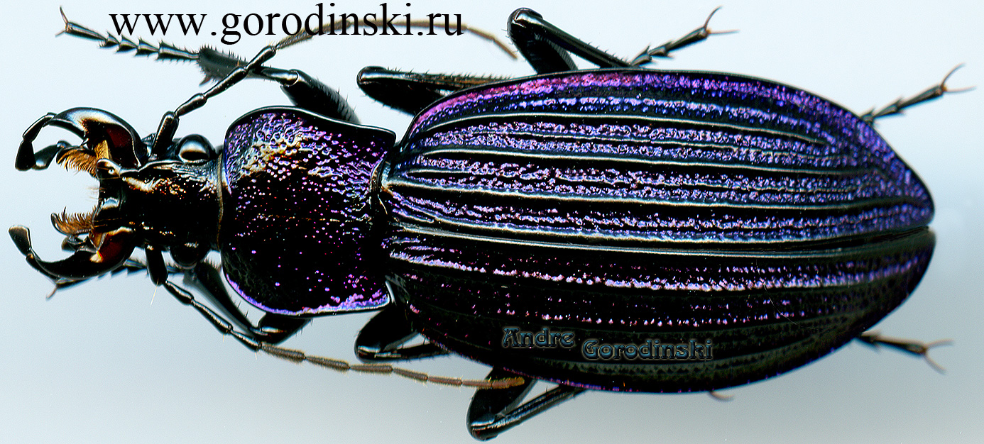 http://www.gorodinski.ru/carabus/Megodontus exaratus exaratus.jpg